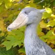 S.H.Kaya
